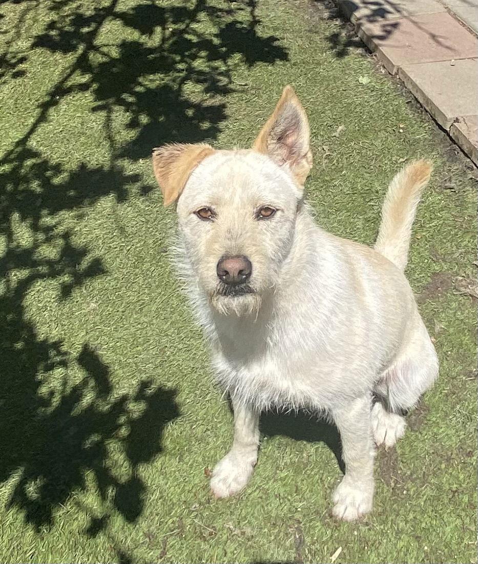 Enlarge Liam, a Adoptable mixed breed in La Verne, CA image 3/3
