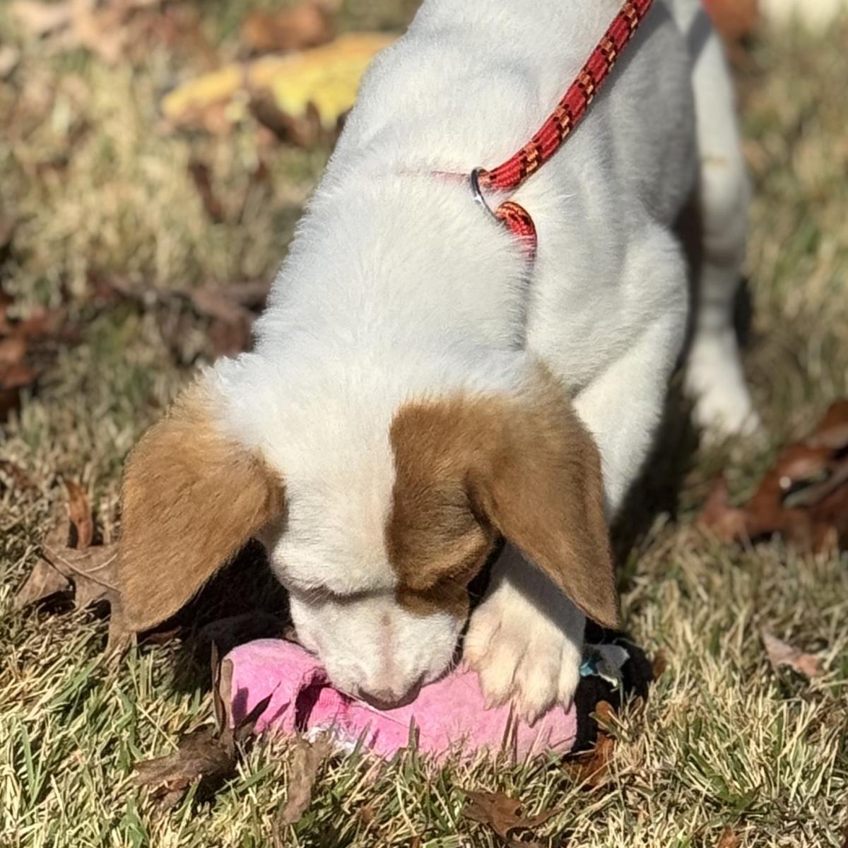Winnie, Adoptable, Puppy Female Australian Cattle Dog / Blue Heeler.
