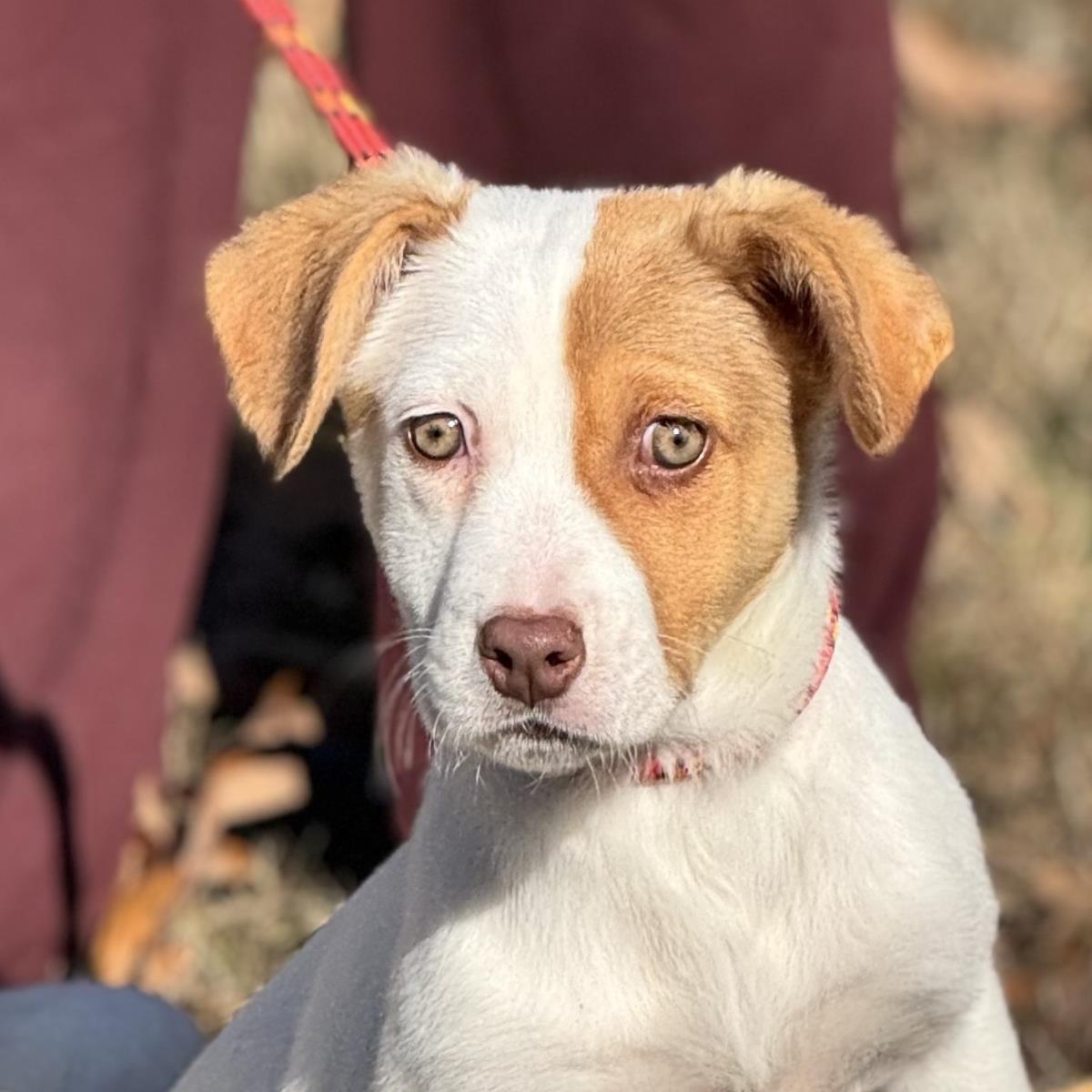 Winnie, a Adoptable Australian Cattle Dog / Blue Heeler in Locust Fork, AL image 2/3
