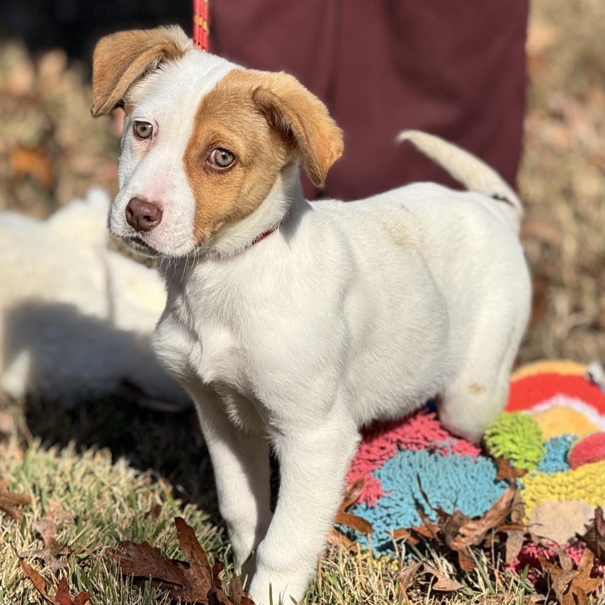 Winnie, a Adoptable Australian Cattle Dog / Blue Heeler in Locust Fork, AL image 3/3