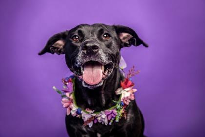 Marlee, Adoptable, Adult Female Labrador Retriever & Mixed Breed.