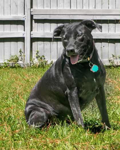 Enlarge Marlee, a Adoptable mixed breed in Savannah, GA image 2/3