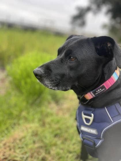 Enlarge Marlee, a Adoptable mixed breed in Savannah, GA image 3/3