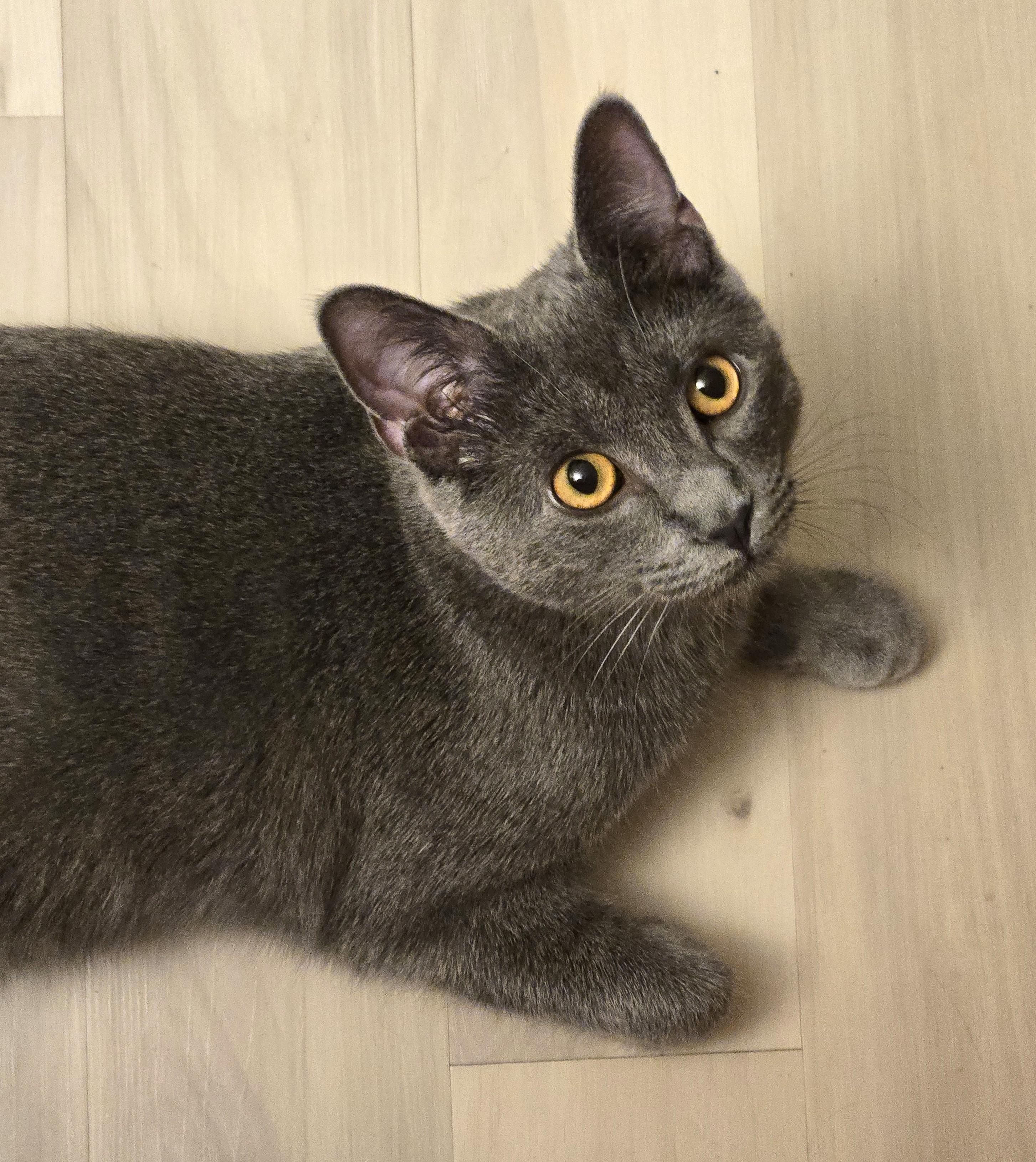 Mario, a ADOPTABLE Russian Blue in Bentonville, AR image 1/3