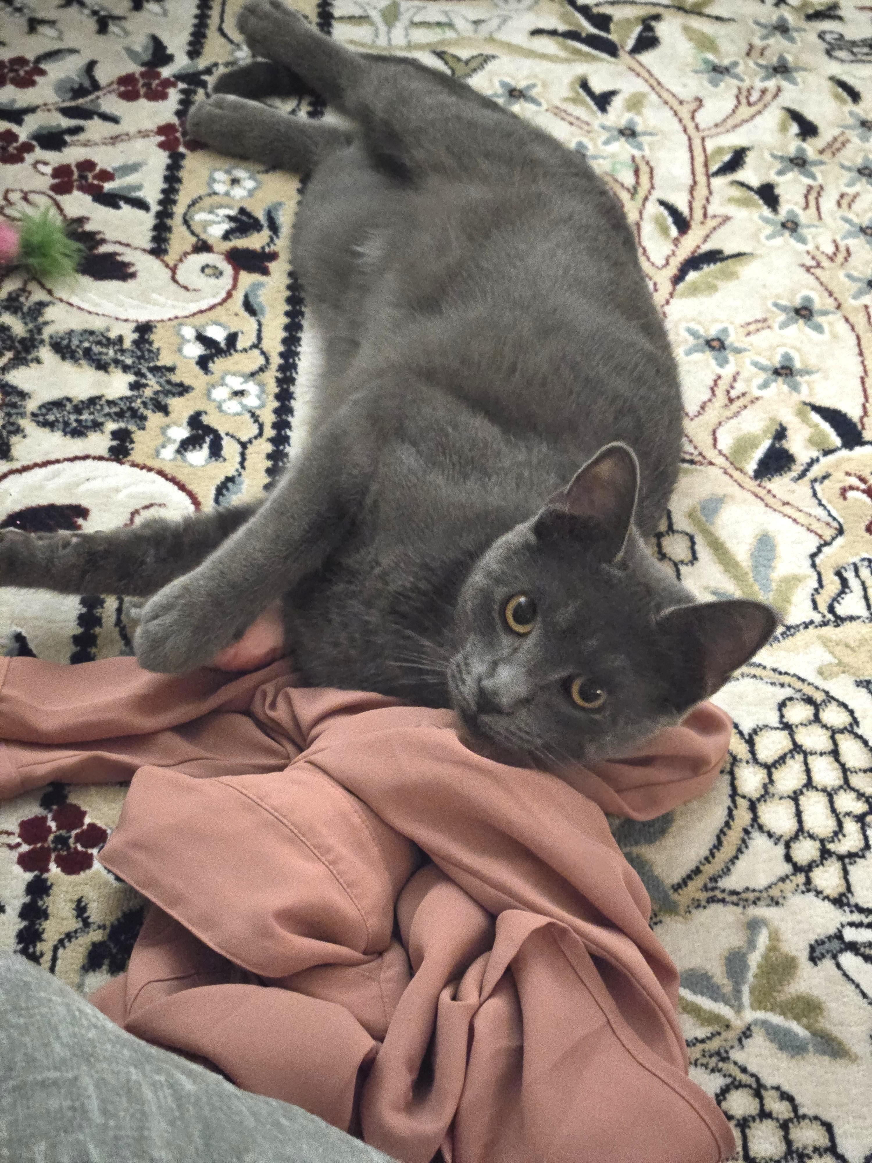 Mario, a ADOPTABLE Russian Blue in Bentonville, AR image 3/3