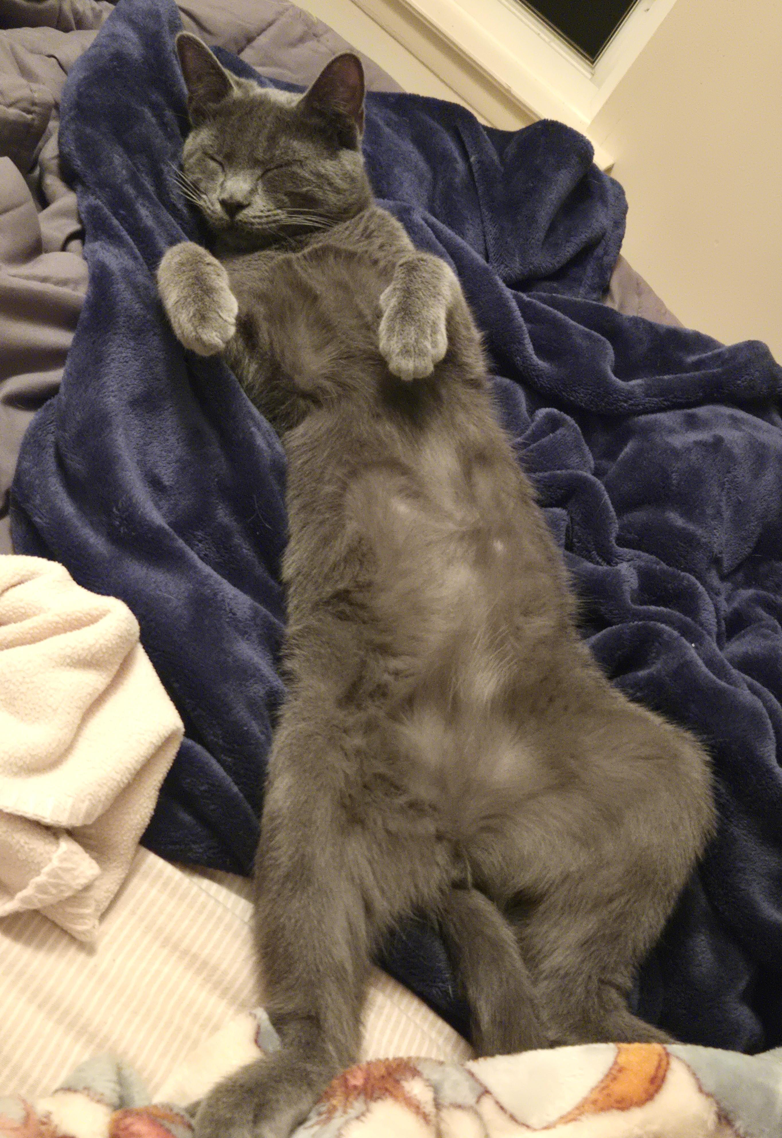 Mario, a ADOPTABLE Russian Blue in Bentonville, AR image 2/3