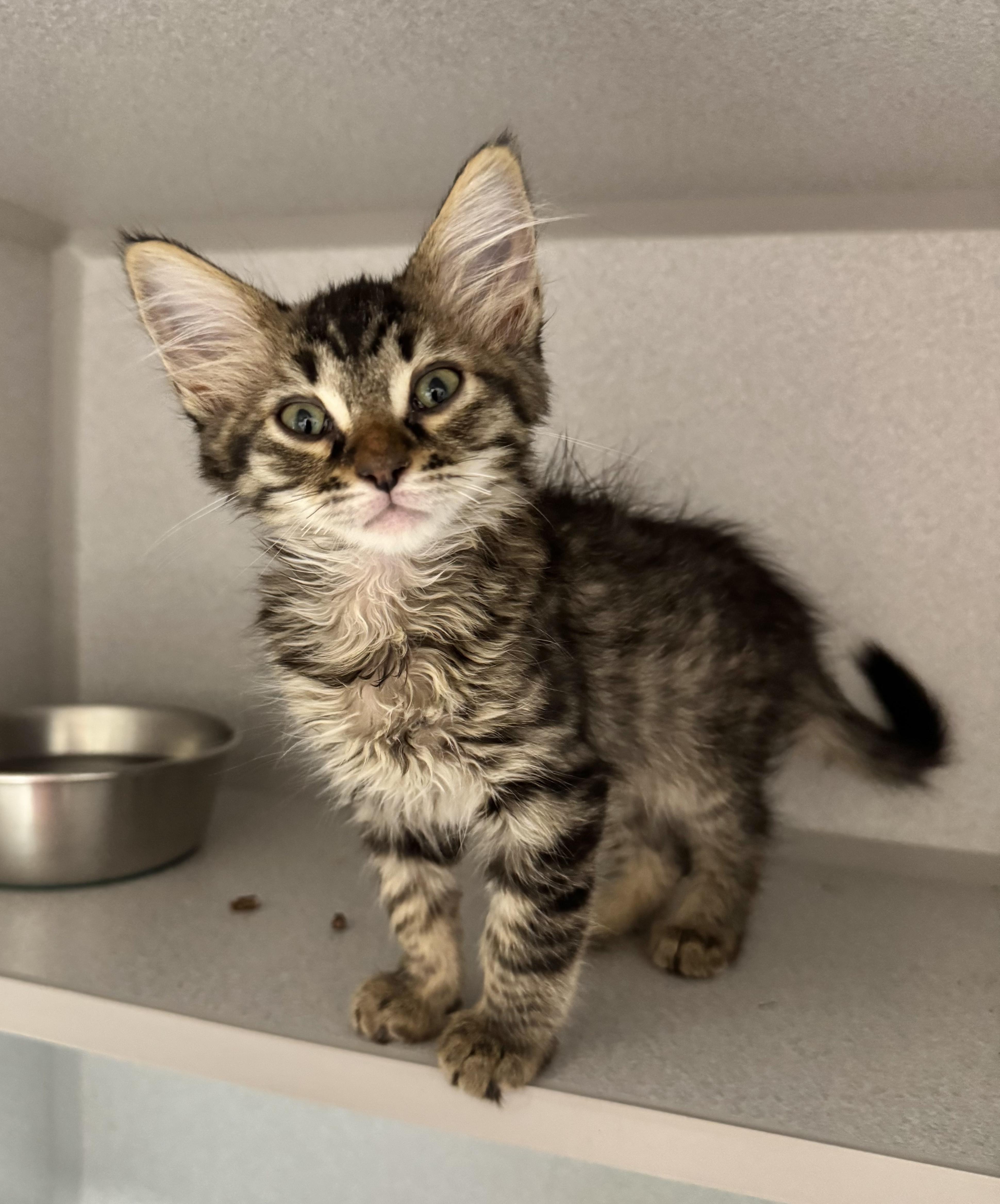 -Nova, an adopted mixed breed in Red Bluff, CA image 3/5