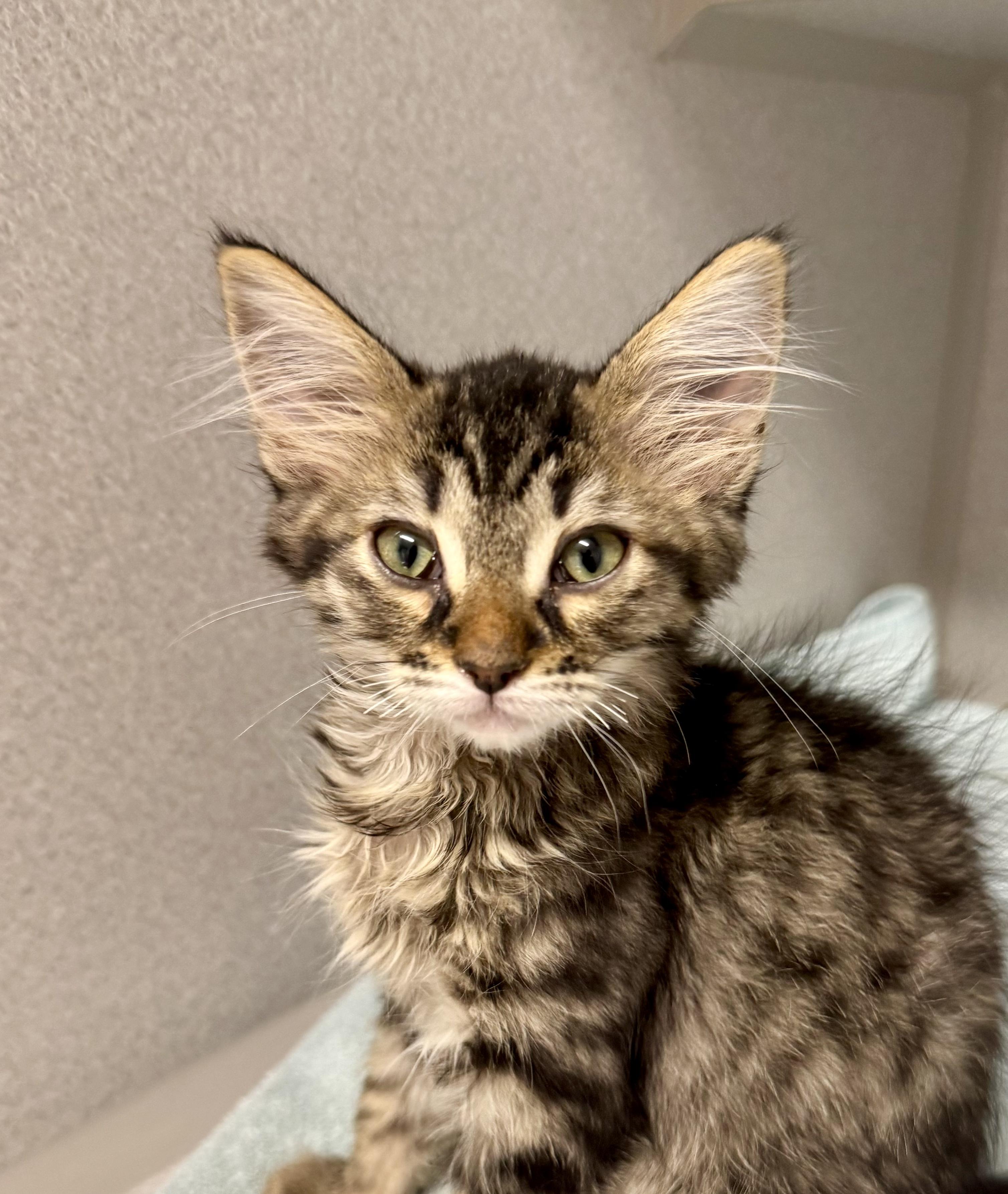 -Nova, an adopted mixed breed in Red Bluff, CA image 1/5