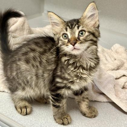 -Nova, an adopted mixed breed in Red Bluff, CA image 4/5