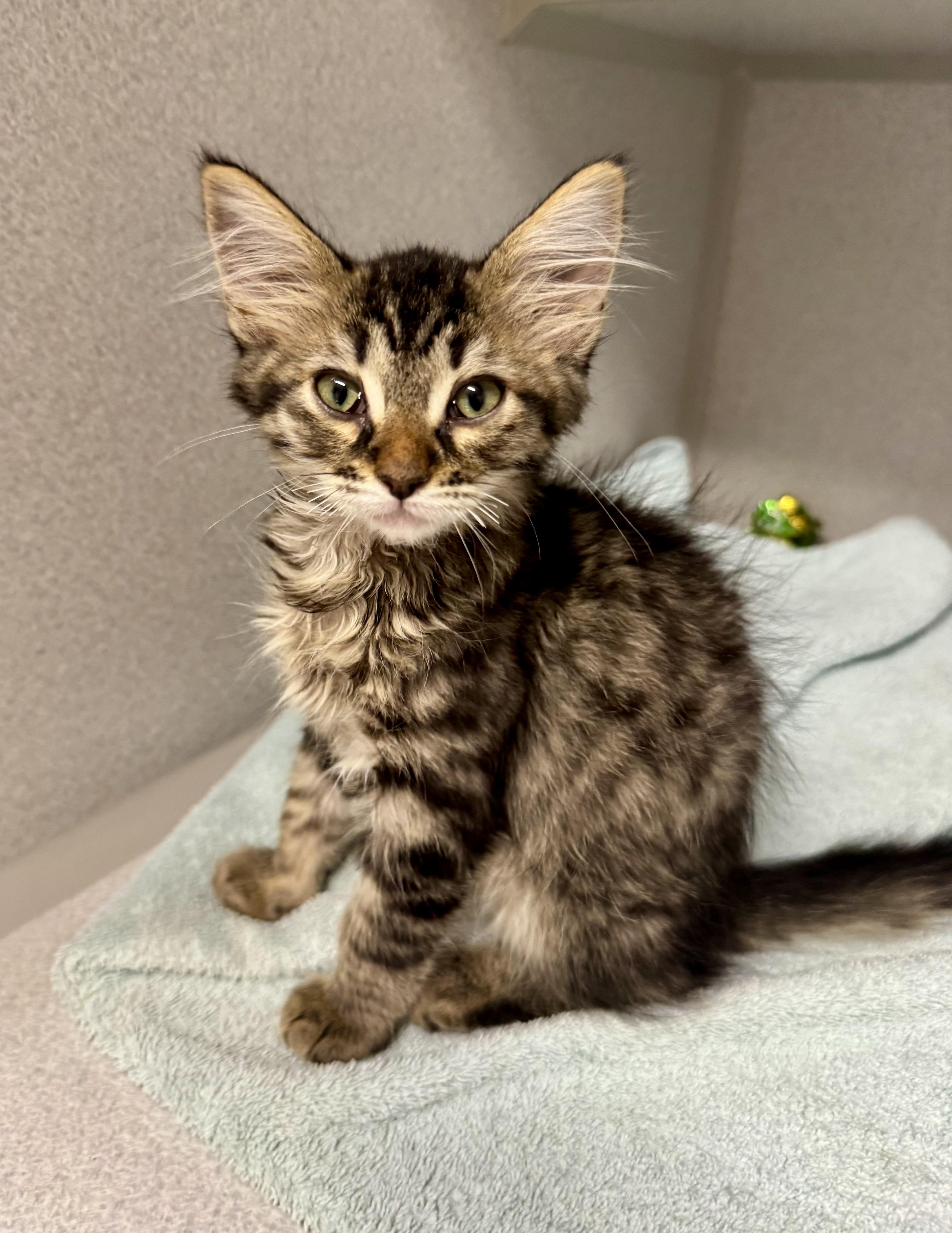 -Nova, an adopted mixed breed in Red Bluff, CA image 2/5