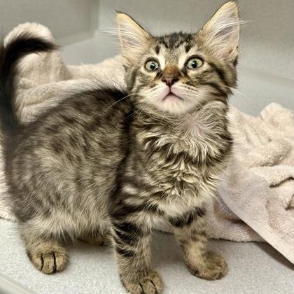 -Nova, an adopted mixed breed in Red Bluff, CA image 5/5