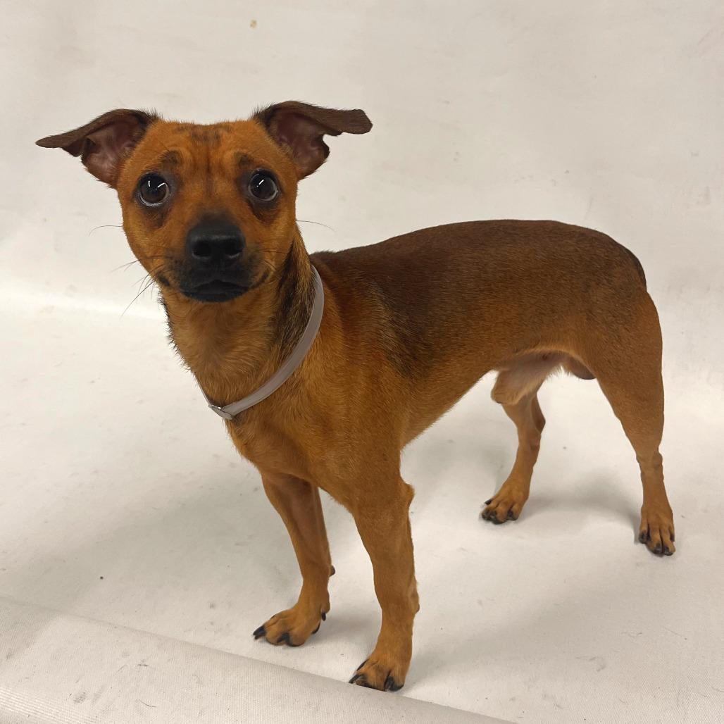 Enlarge Carmelo, a Adoptable Chihuahua in Hawthorne, CA image 1/4