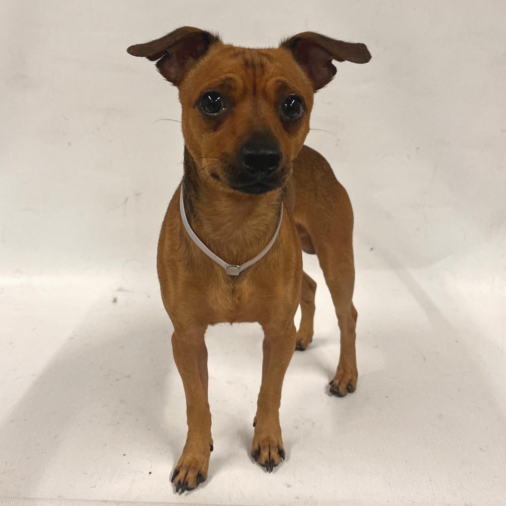Enlarge Carmelo, a Adoptable Chihuahua in Hawthorne, CA image 3/4