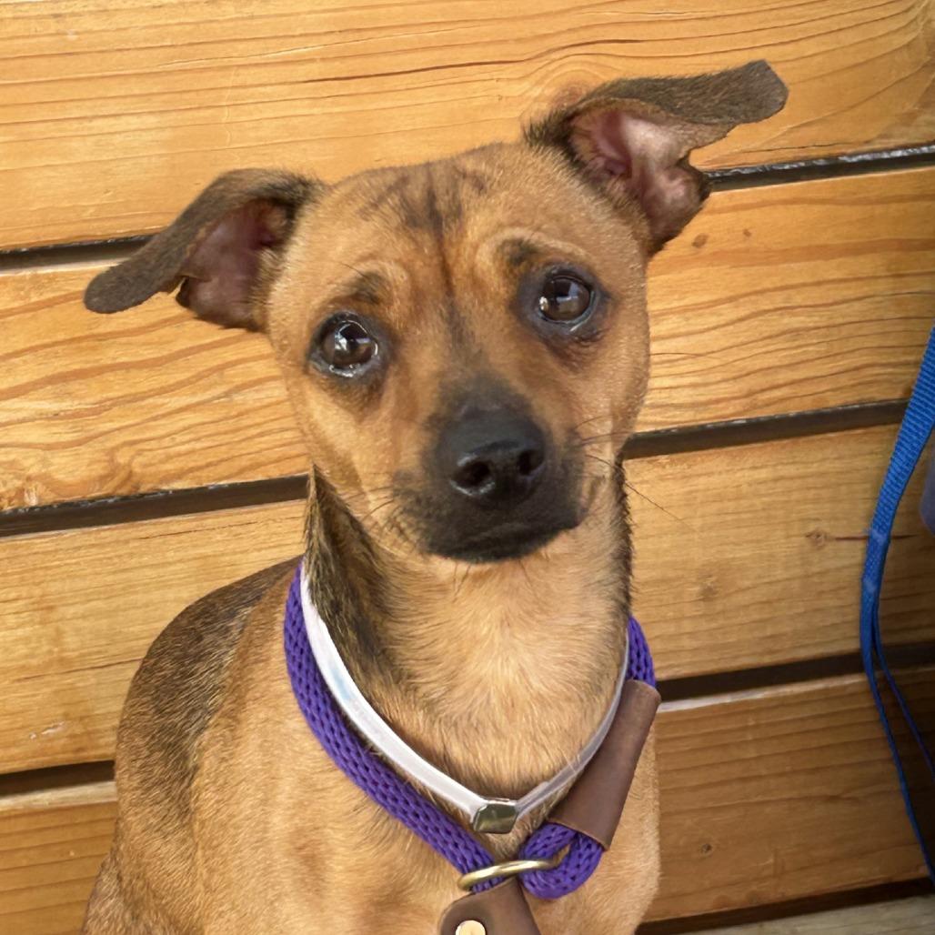 Enlarge Carmelo, a Adoptable Chihuahua in Hawthorne, CA image 4/4
