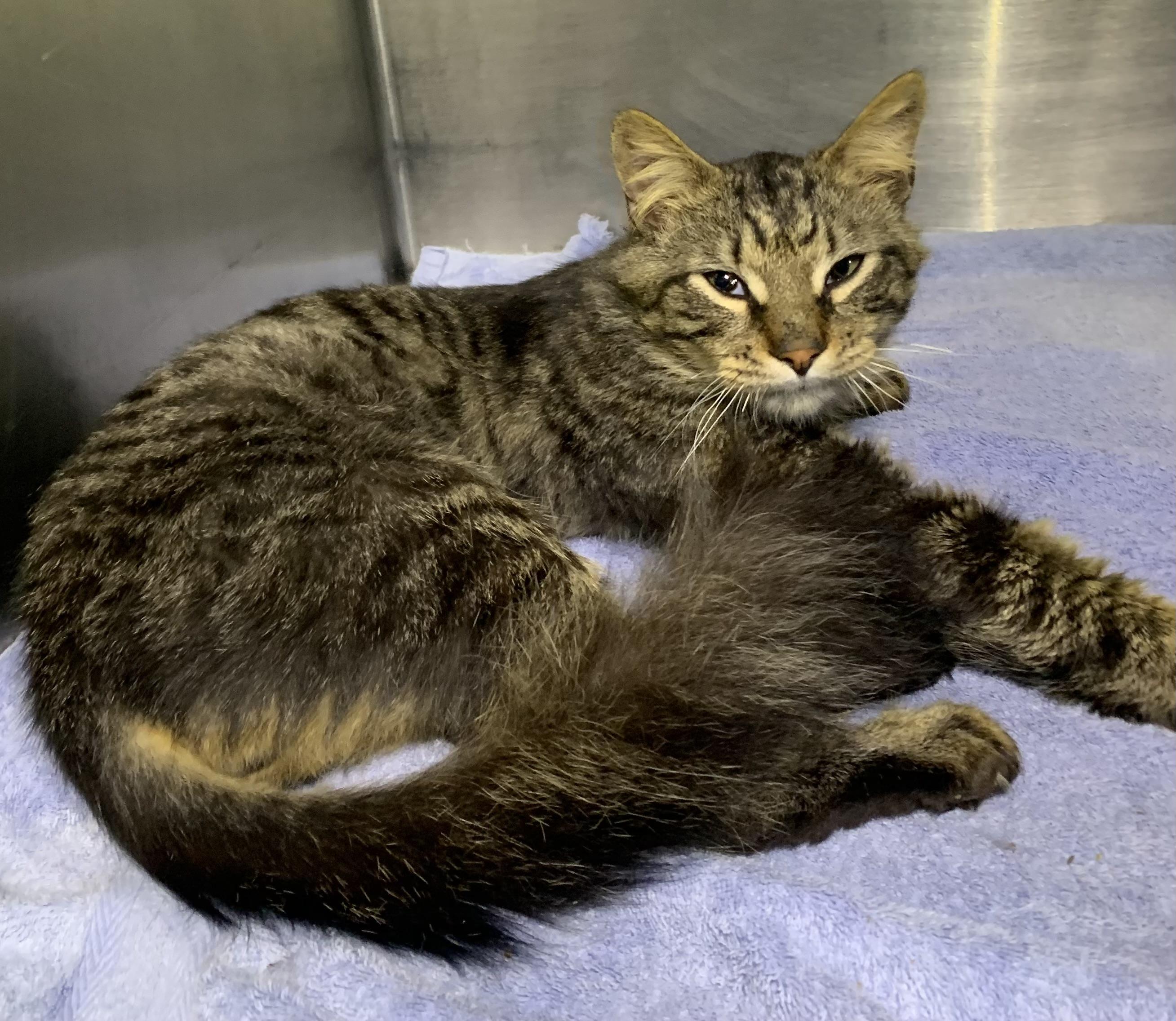 Mickey, Adoptable, Adult Male Domestic Long Hair & Maine Coon.