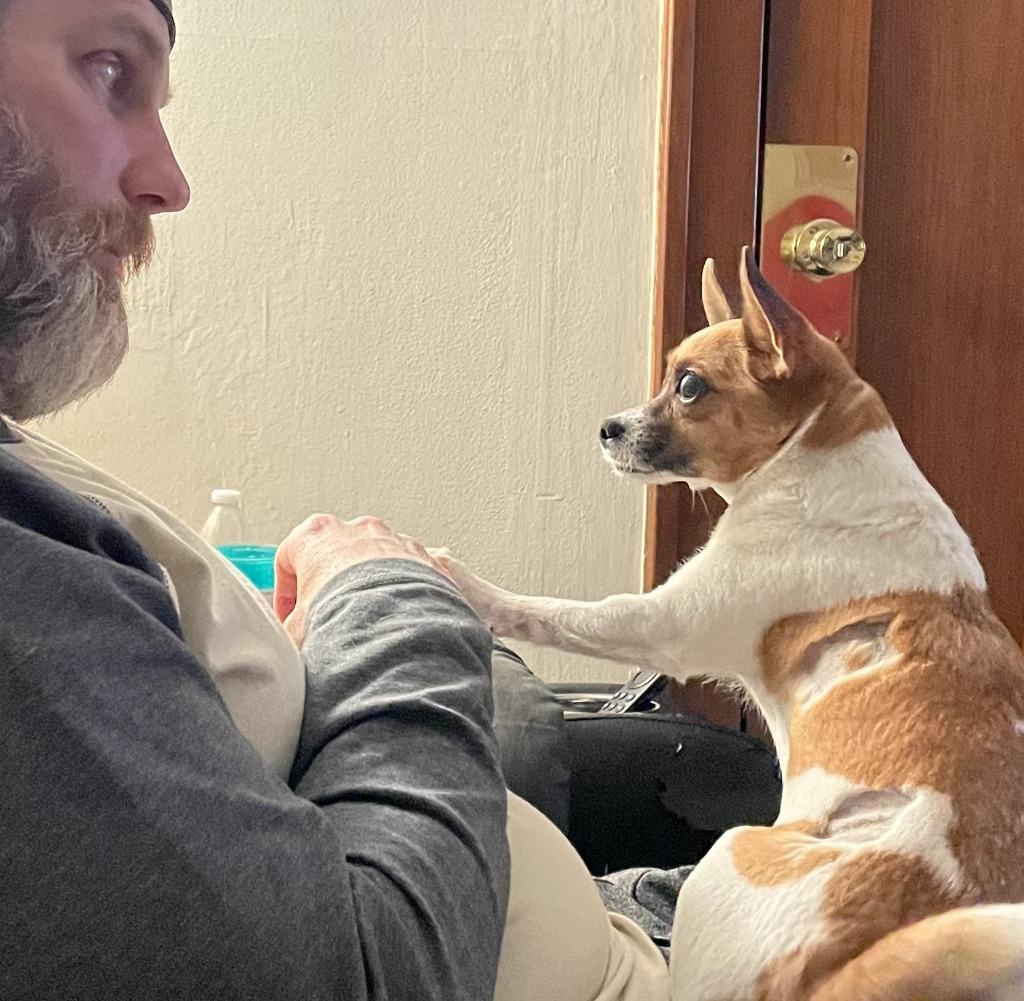 Enlarge Cleo, a Adoptable mixed breed in Minneapolis, MN image 1/5