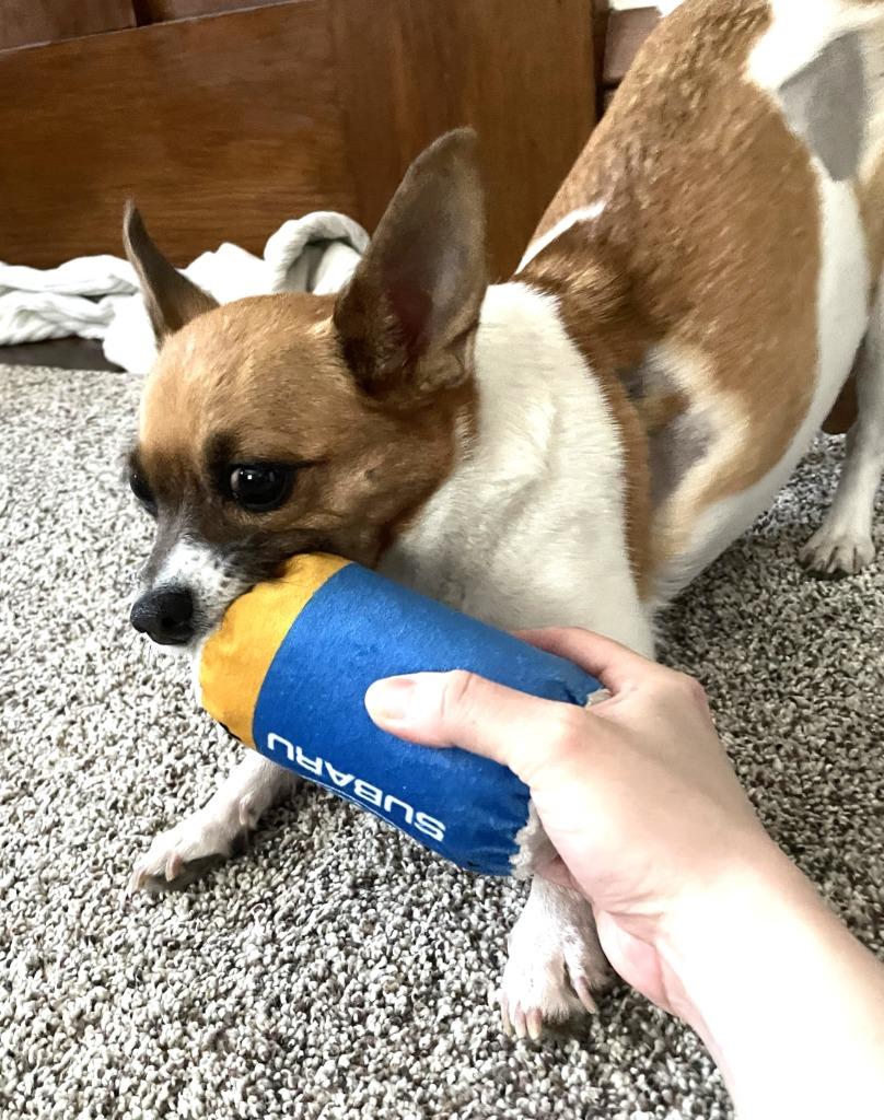 Enlarge Cleo, a Adoptable mixed breed in Minneapolis, MN image 5/5