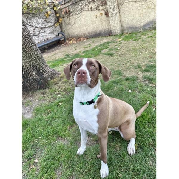 Enlarge Portland, a Adoptable mixed breed in Dublin, CA image 1/6