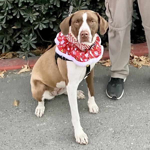 Enlarge Portland, a Adoptable mixed breed in Dublin, CA image 2/6