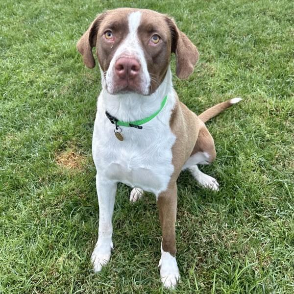 Enlarge Portland, a Adoptable mixed breed in Dublin, CA image 3/6