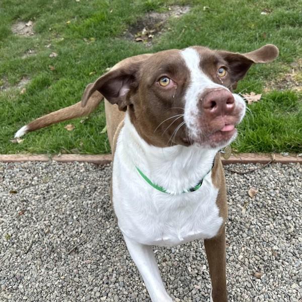 Enlarge Portland, a Adoptable mixed breed in Dublin, CA image 4/6