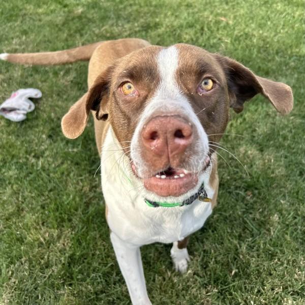Enlarge Portland, a Adoptable mixed breed in Dublin, CA image 5/6