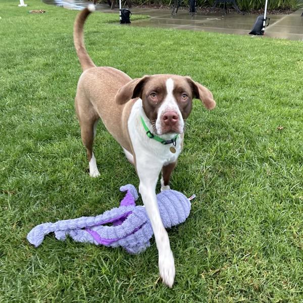 Enlarge Portland, a Adoptable mixed breed in Dublin, CA image 6/6