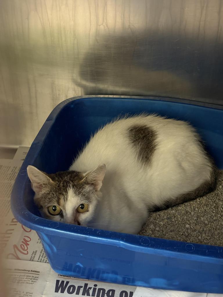 Alara ⚡, Adoptable, Young Female Domestic Short Hair.