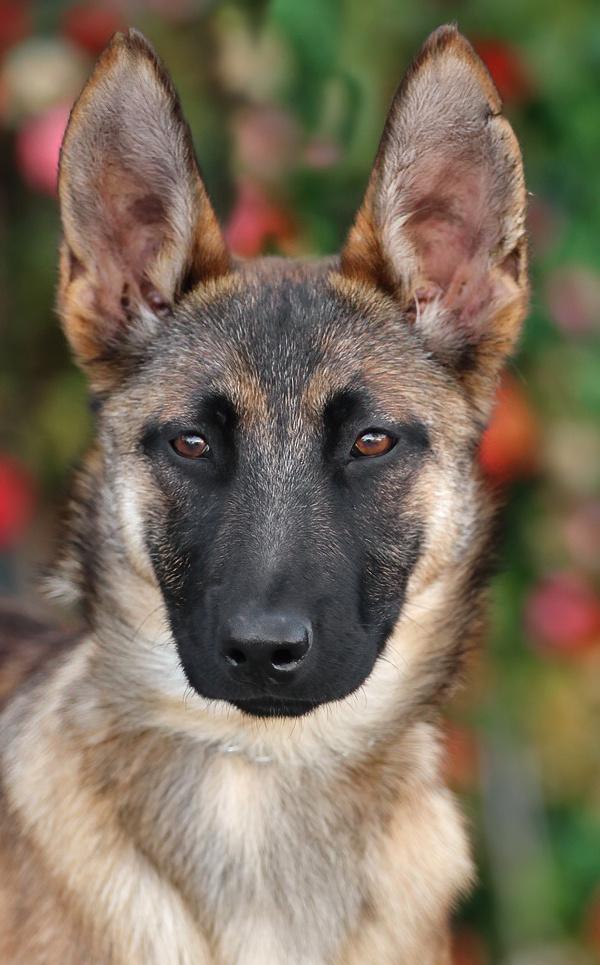 Enlarge *Lily von Sonne, a Adoptable mixed breed in Los Angeles, CA image 1/6