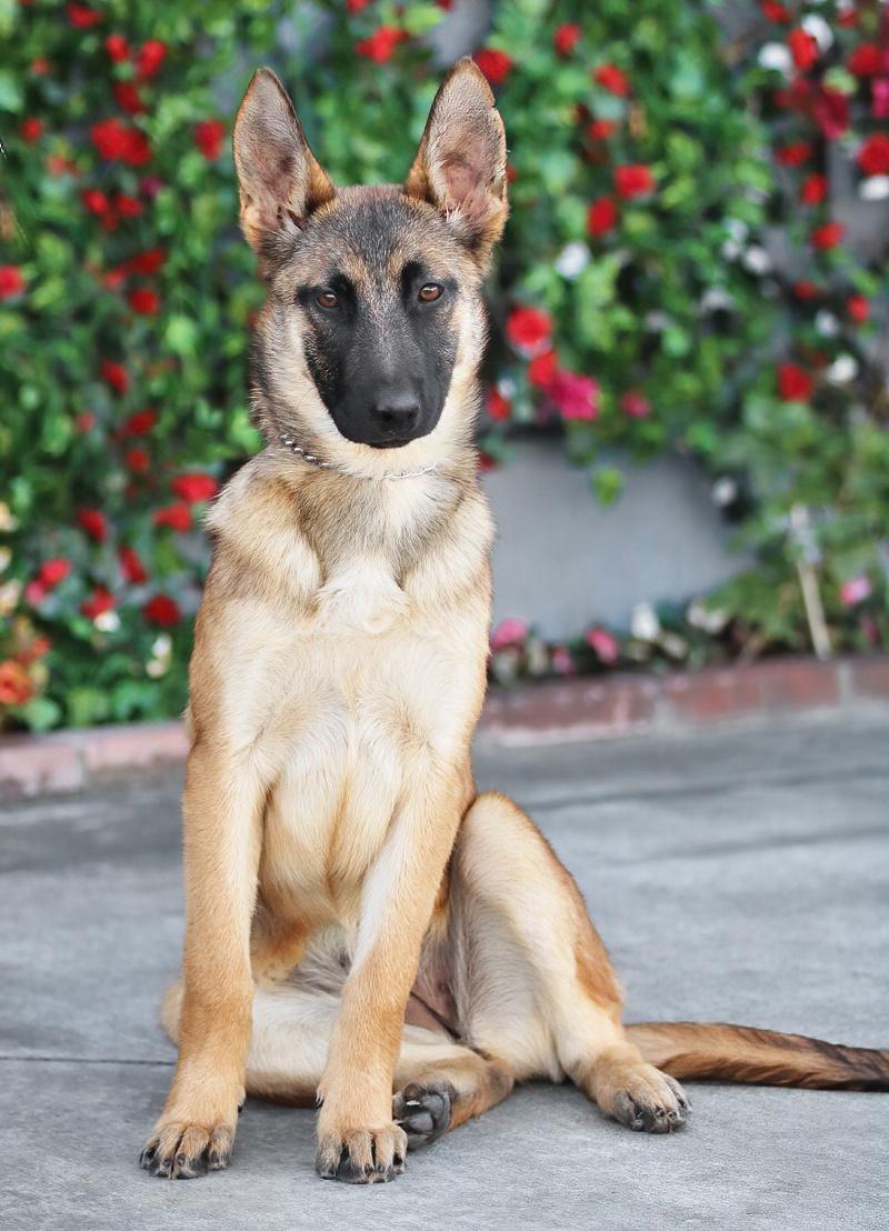 Enlarge *Lily von Sonne, a Adoptable mixed breed in Los Angeles, CA image 4/6