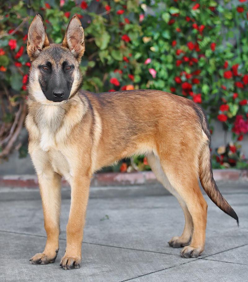 Enlarge *Lily von Sonne, a Adoptable mixed breed in Los Angeles, CA image 6/6