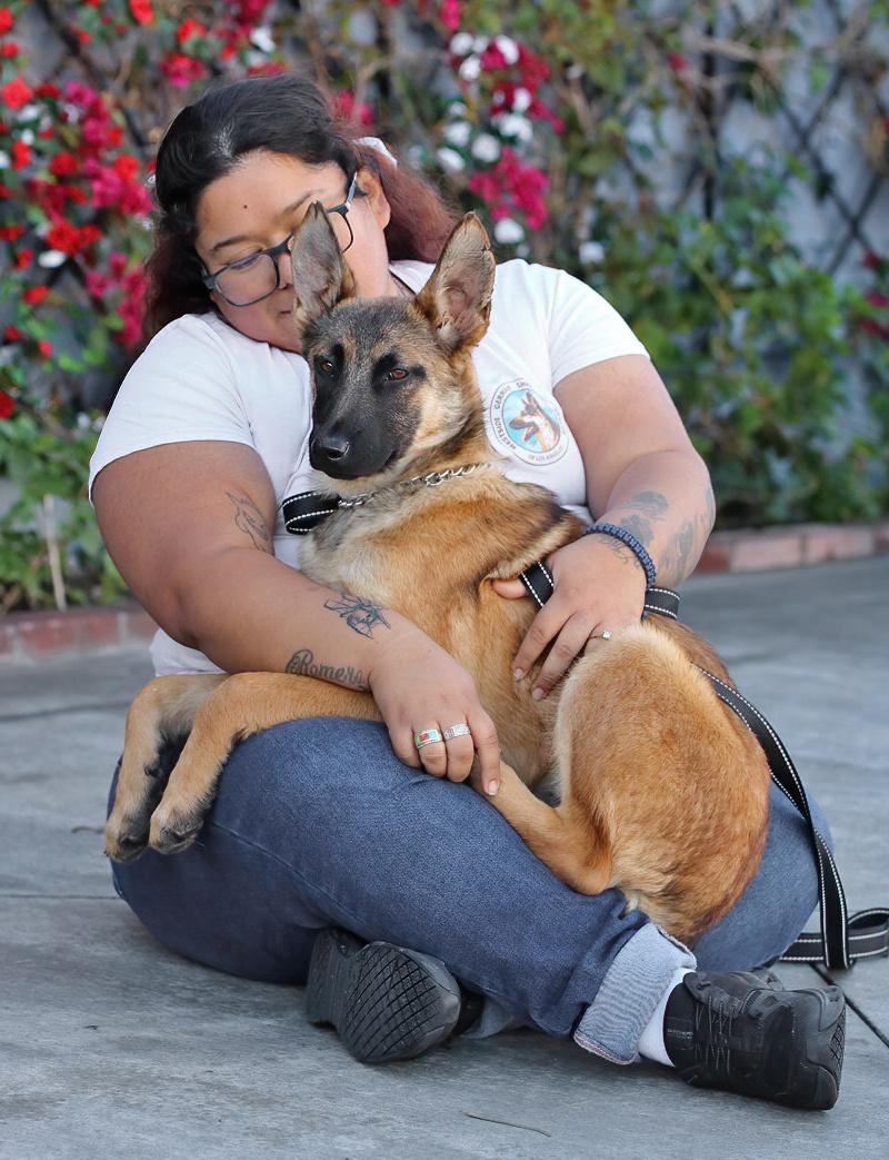 Enlarge *Lily von Sonne, a Adoptable mixed breed in Los Angeles, CA image 2/6