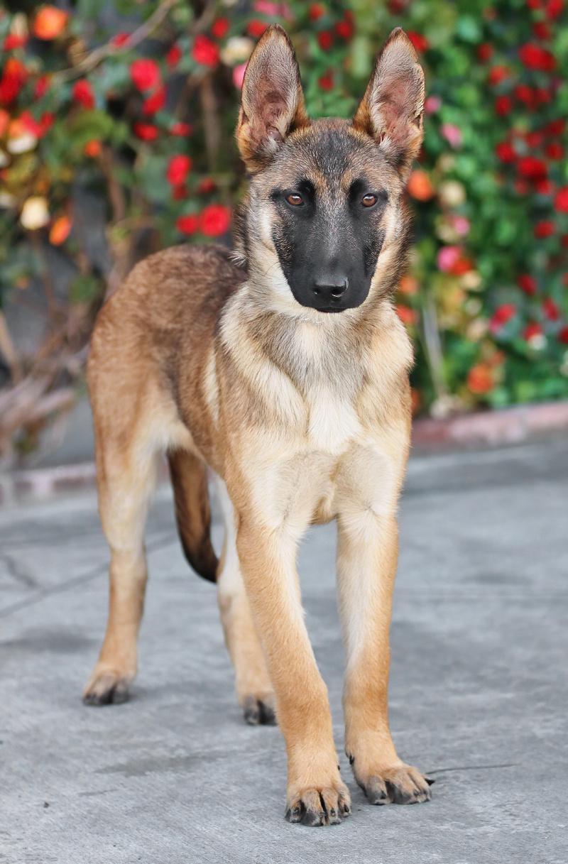 Enlarge *Lily von Sonne, a Adoptable mixed breed in Los Angeles, CA image 5/6