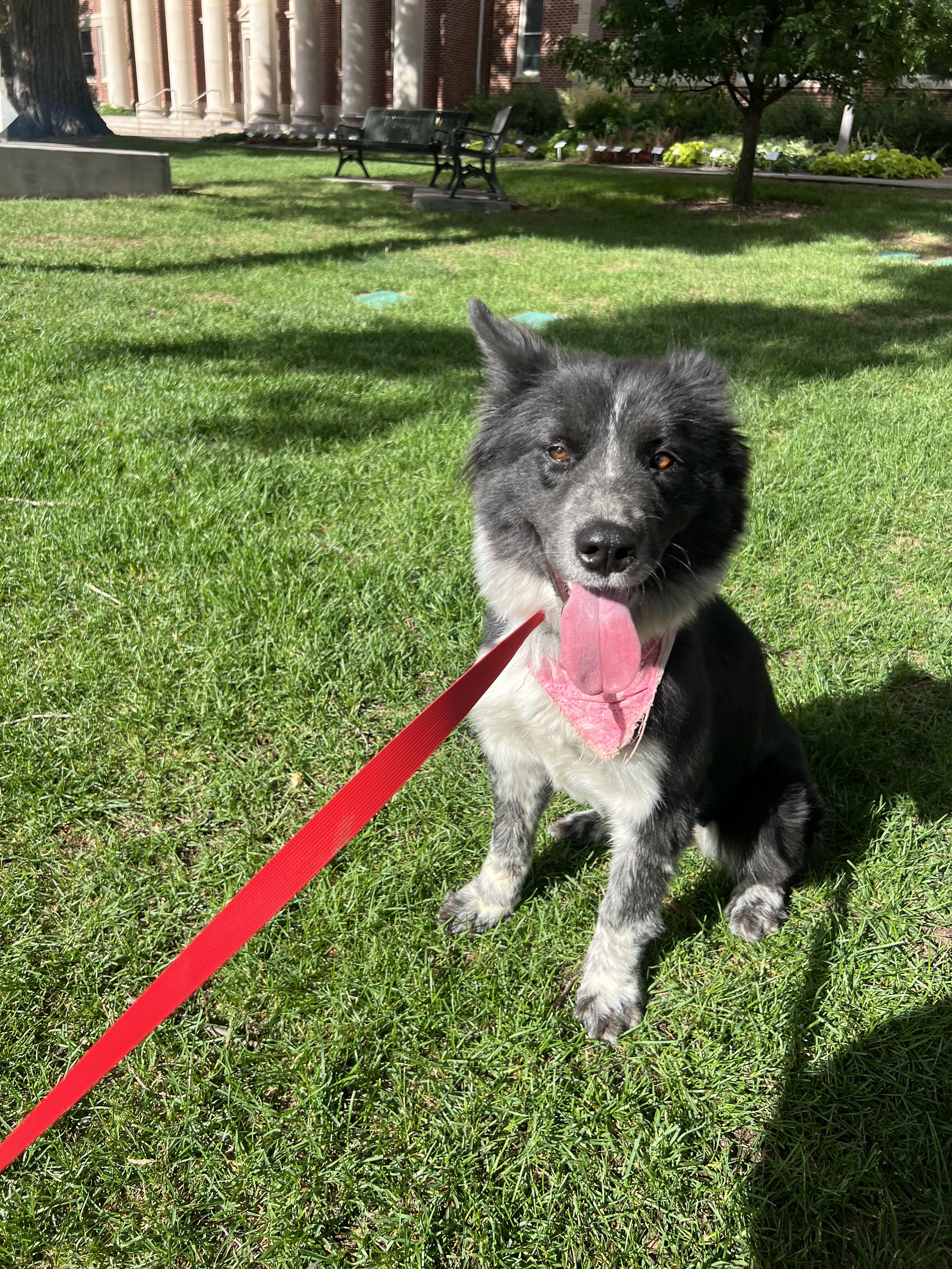 Kiko, a Adoptable mixed breed in Fort Collins, CO image 4/6