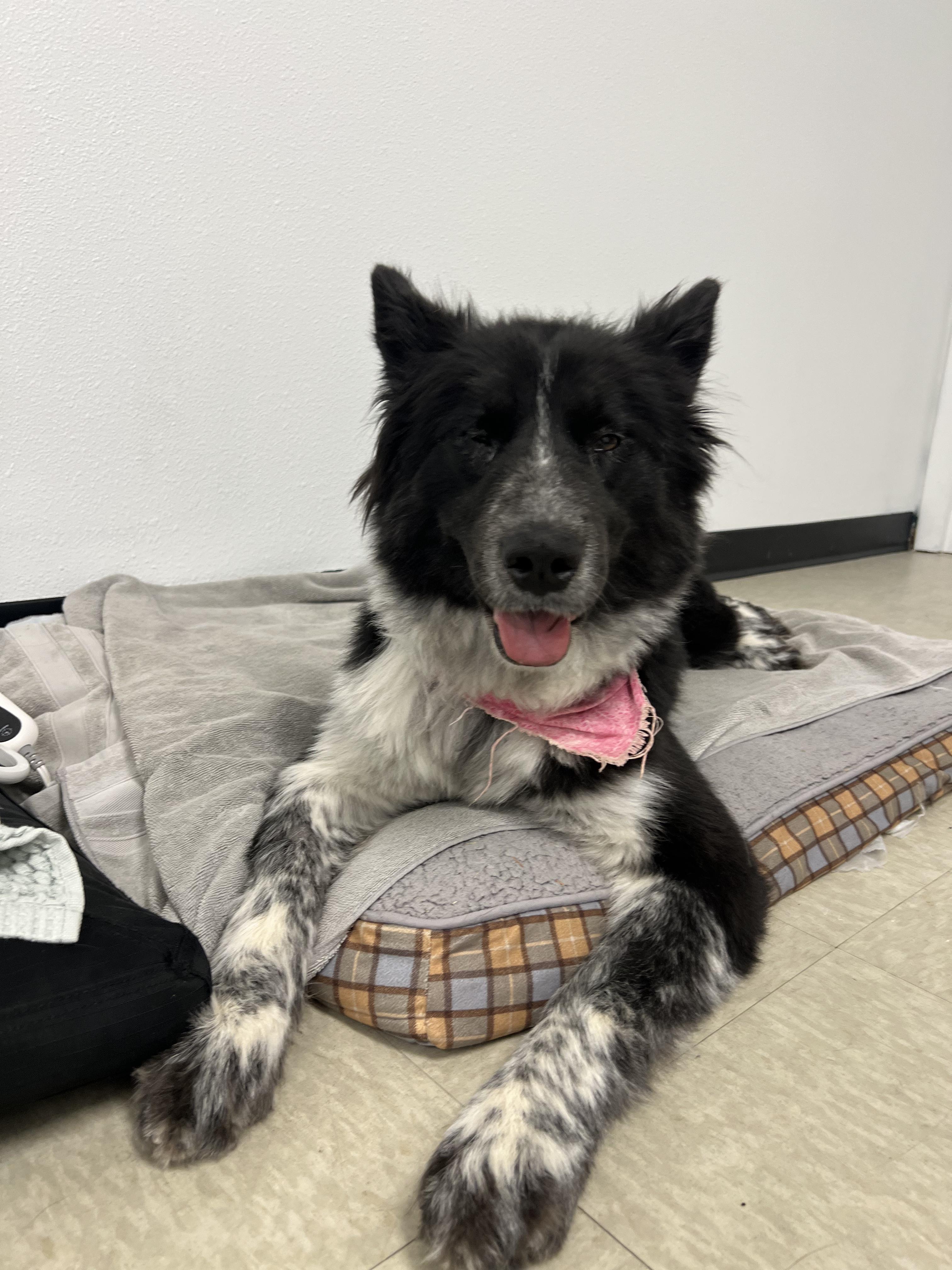 Kiko, a Adoptable mixed breed in Fort Collins, CO image 2/6