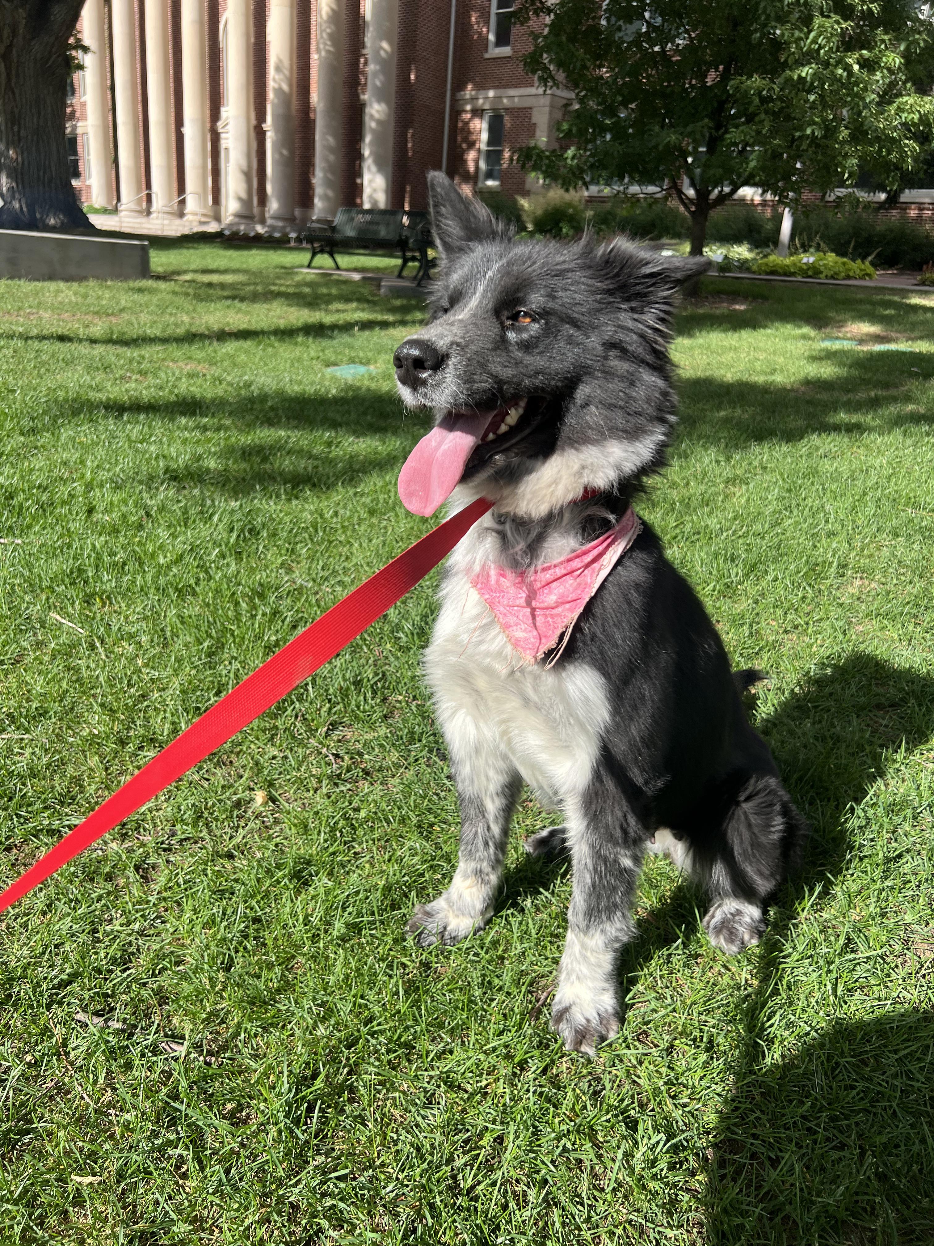 Kiko, a Adoptable mixed breed in Fort Collins, CO image 6/6