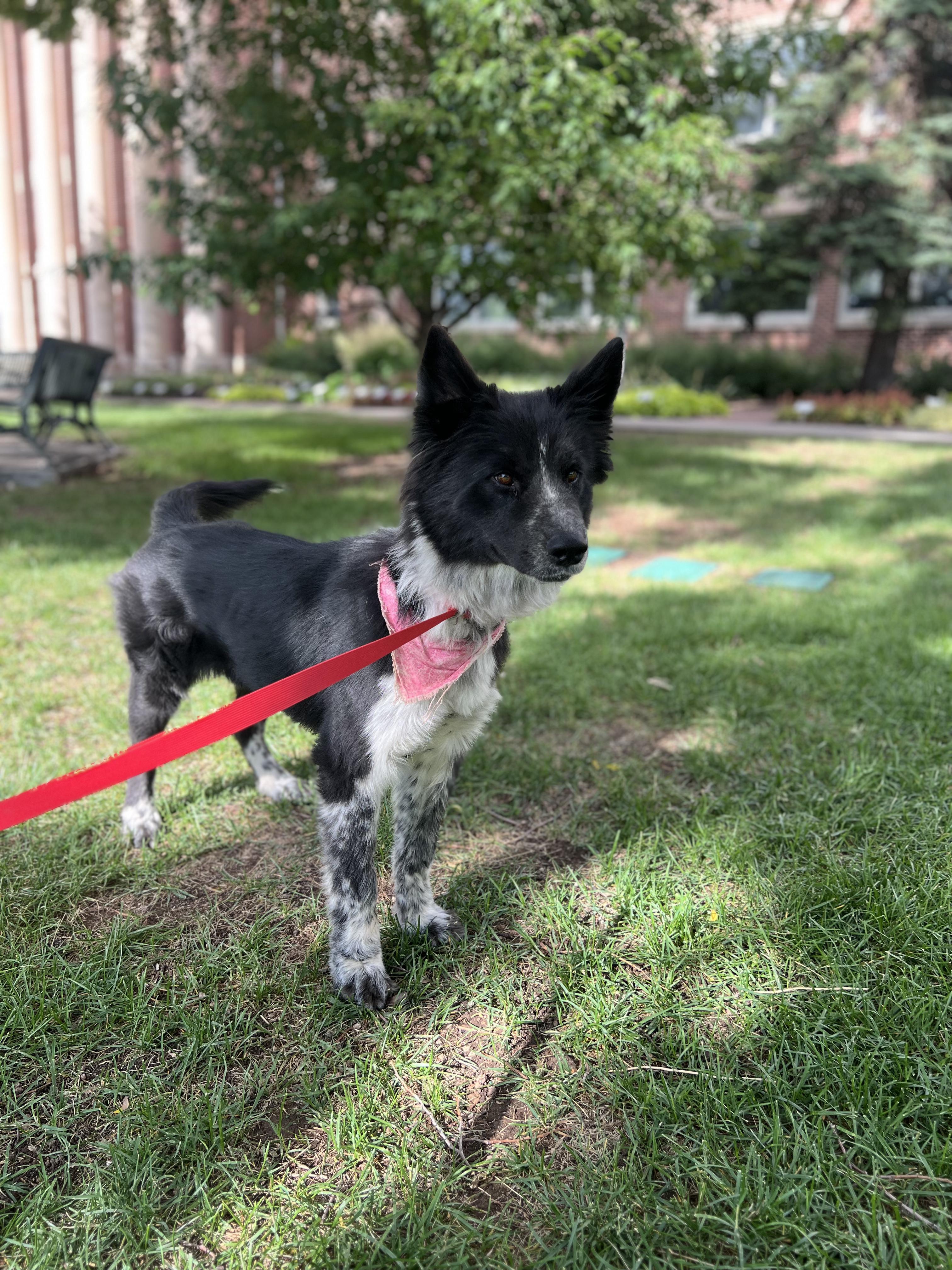 Kiko, a Adoptable mixed breed in Fort Collins, CO image 3/6