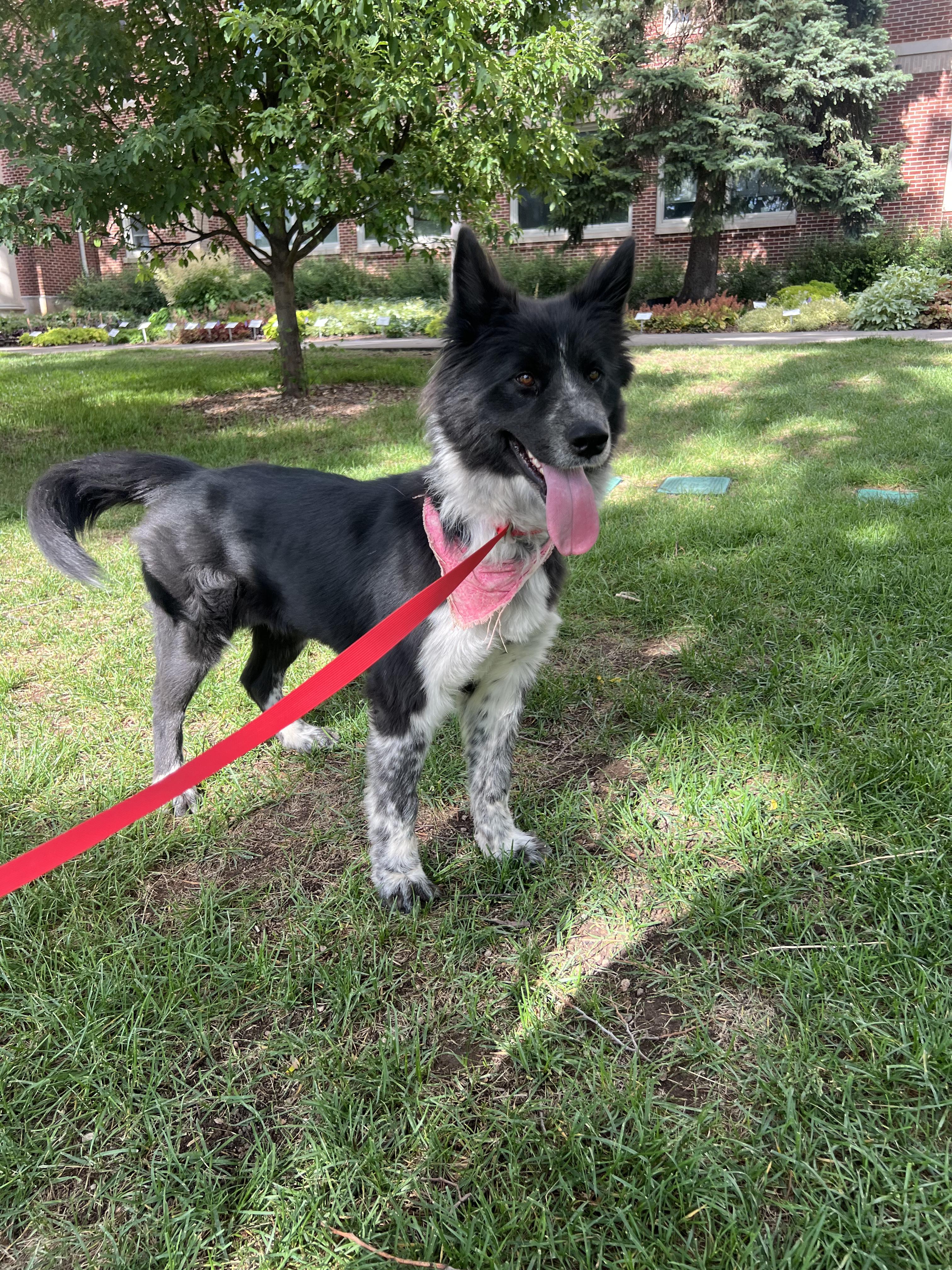 Kiko, a Adoptable mixed breed in Fort Collins, CO image 5/6