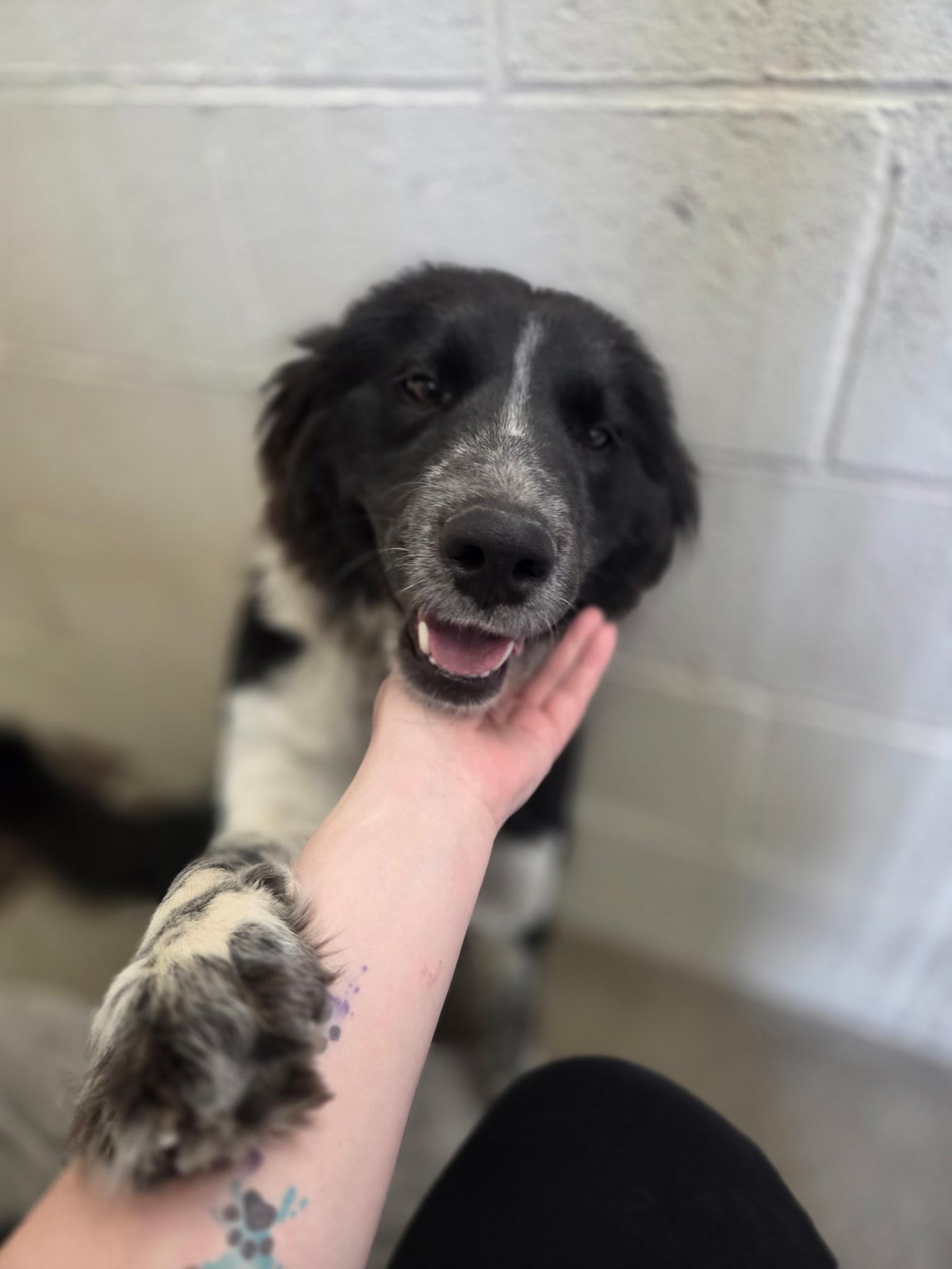 Kiko, a Adoptable mixed breed in Fort Collins, CO image 1/6