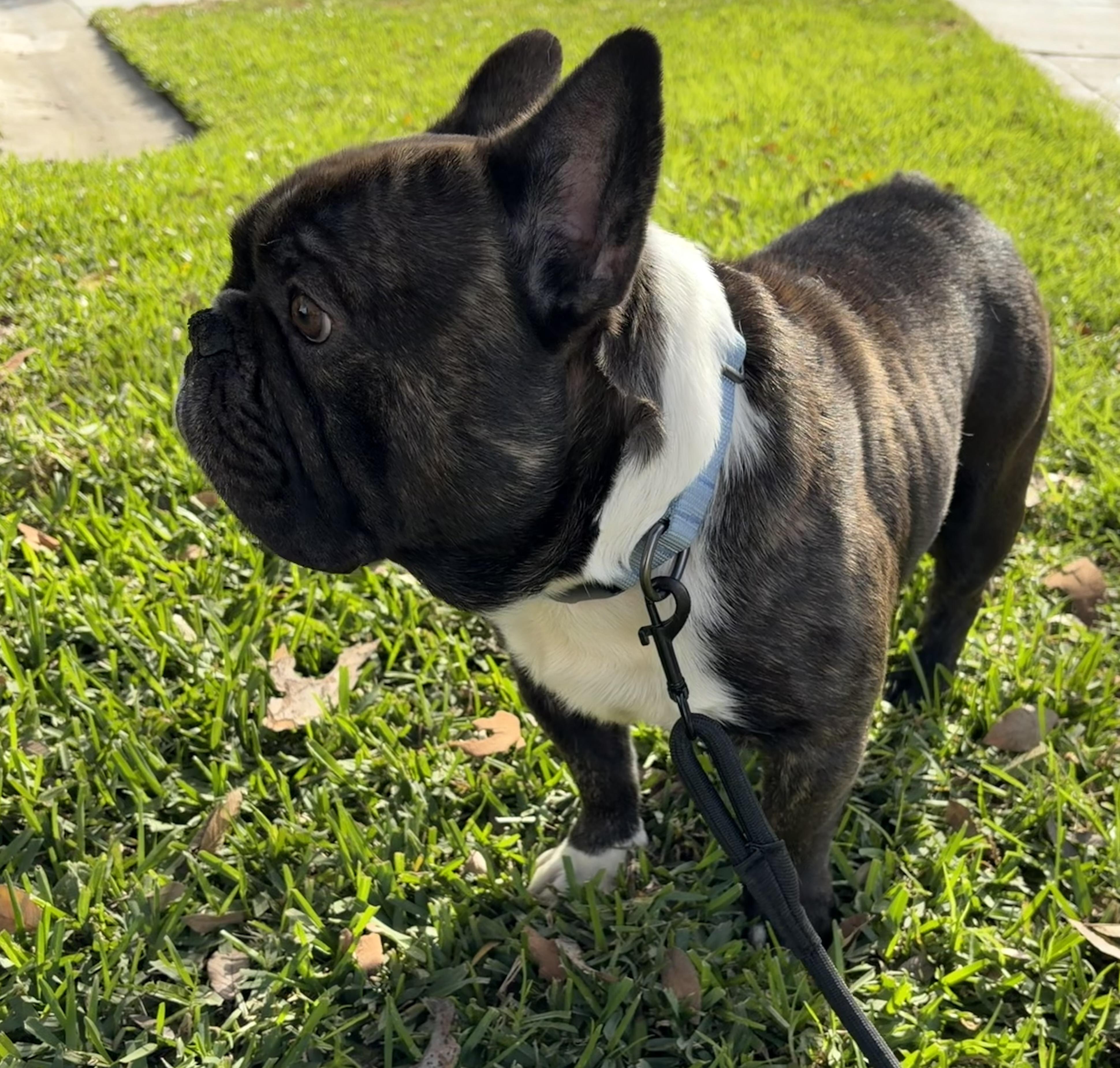 Enlarge Oreo, an adopted French Bulldog in Corona, CA image 1/3