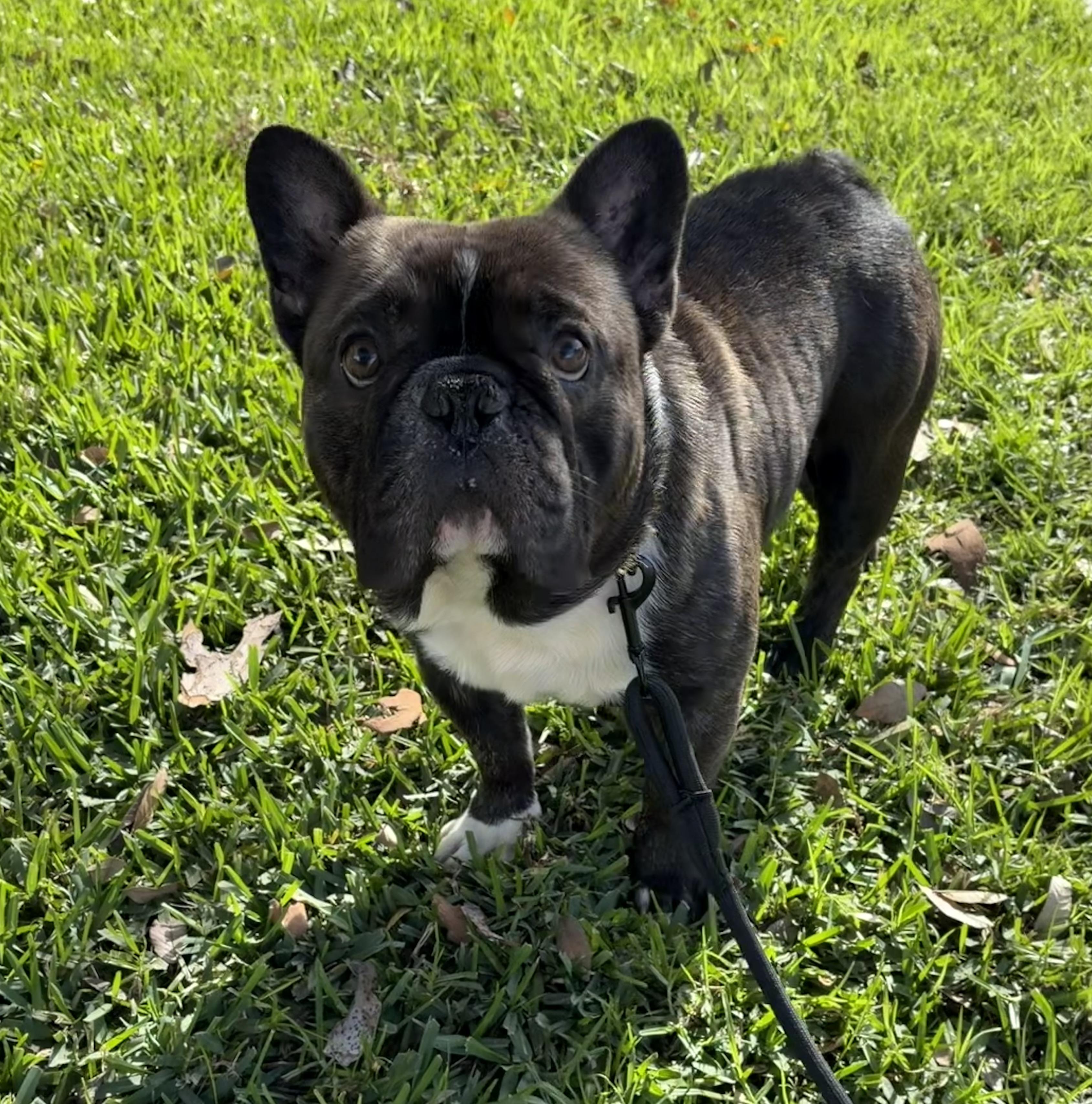 Enlarge Oreo, an adopted French Bulldog in Corona, CA image 2/3
