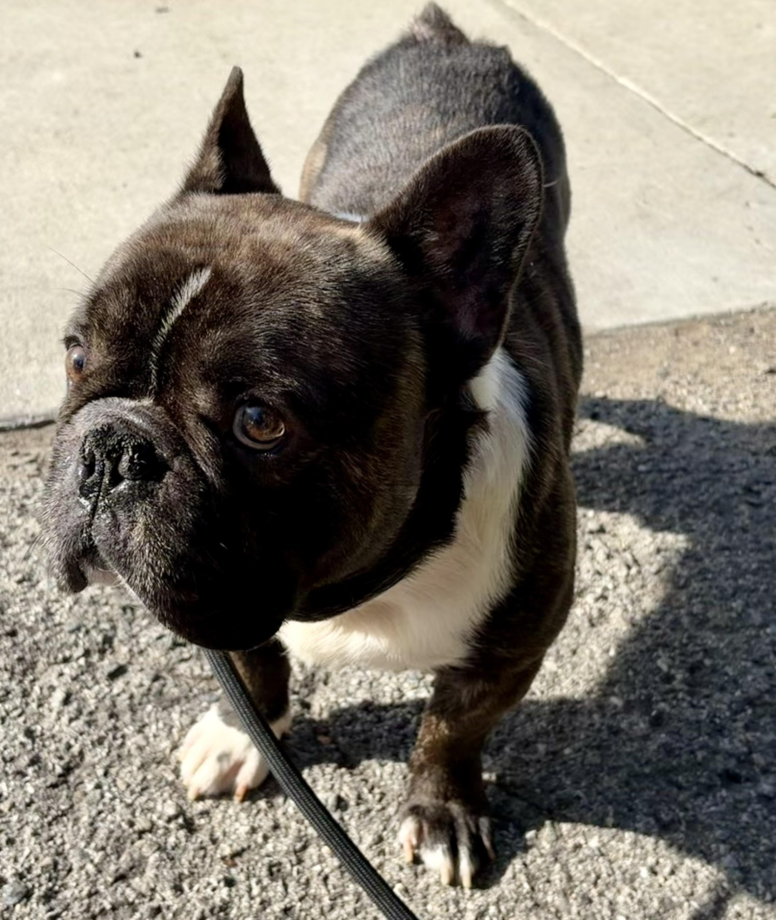 Enlarge Oreo, an adopted French Bulldog in Corona, CA image 3/3