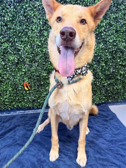 ACE, Adoptable, Adult Male German Shepherd Dog & Mixed Breed.