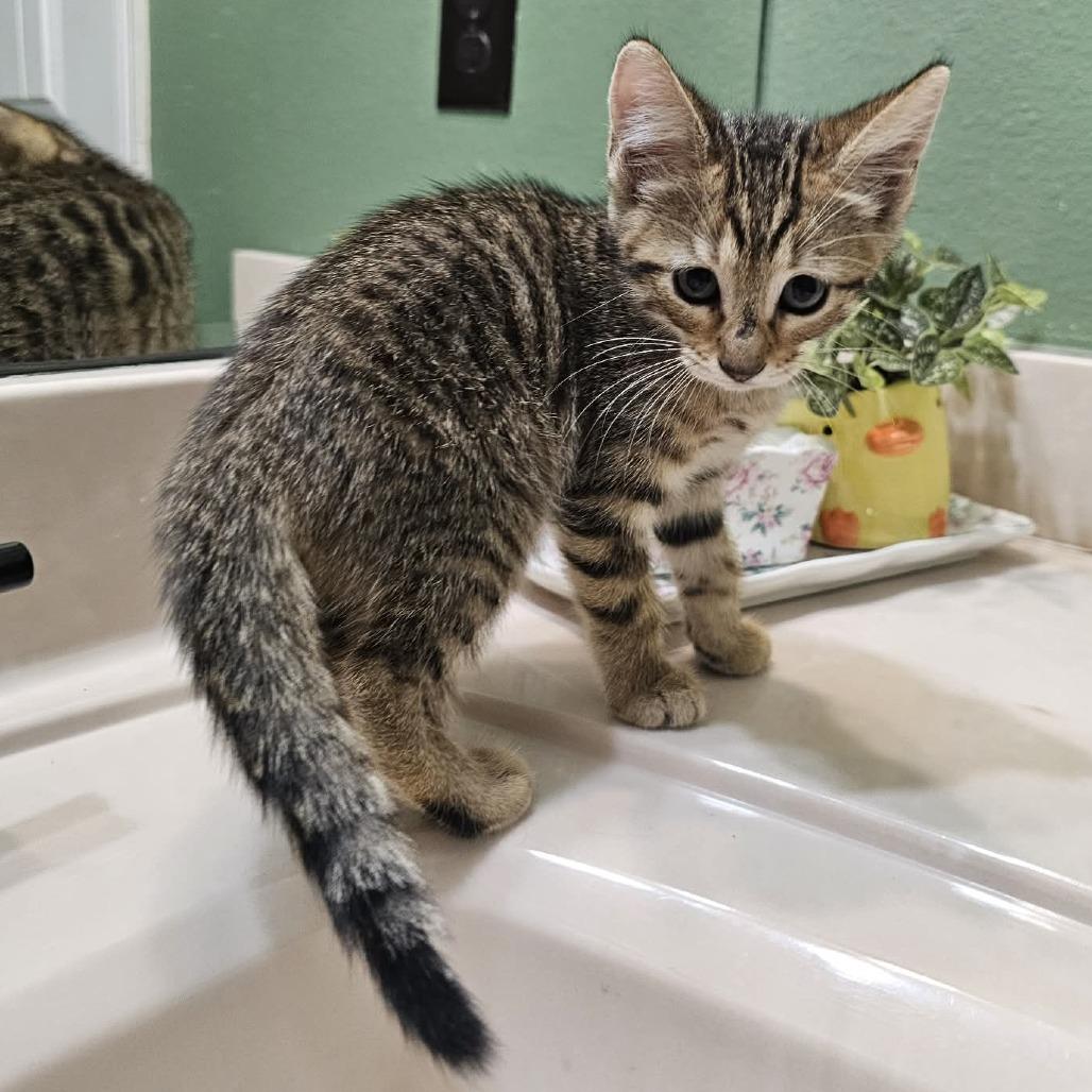 Enlarge Ella, a Adoptable Domestic Short Hair in Harlingen, TX image 1/2