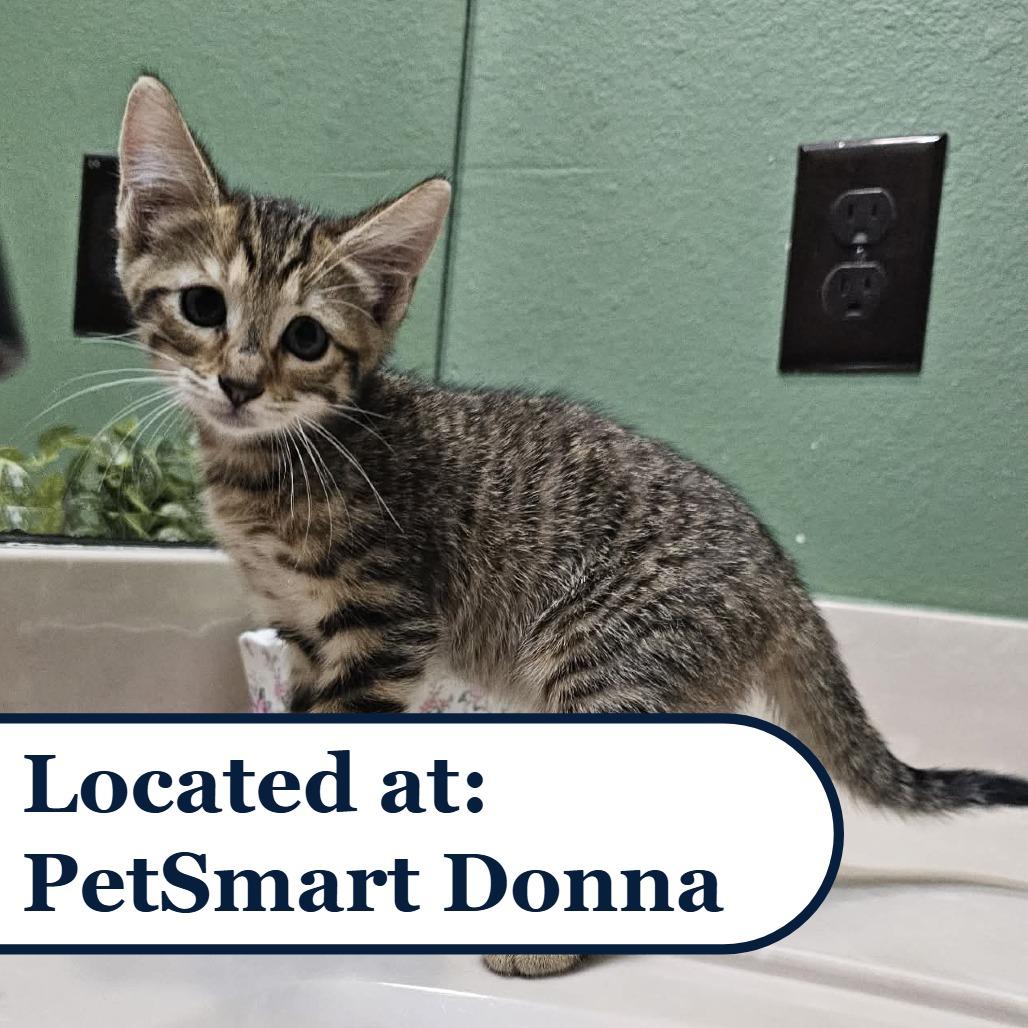 Enlarge Ella, a Adoptable Domestic Short Hair in Harlingen, TX image 2/2