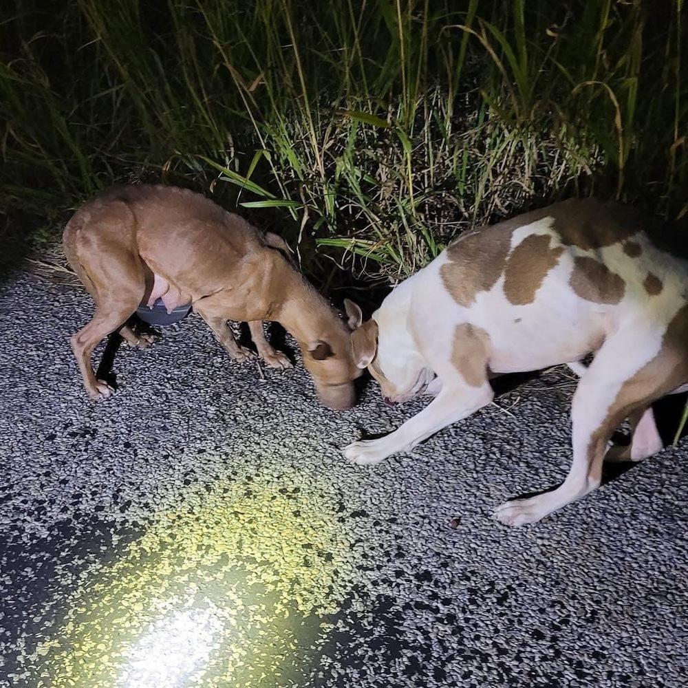 Enlarge Bruce, a Adopted mixed breed in Sanger, TX image 1/6