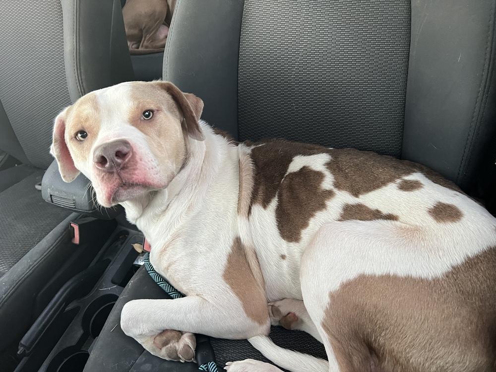 Enlarge Bruce, a Adopted mixed breed in Sanger, TX image 2/6