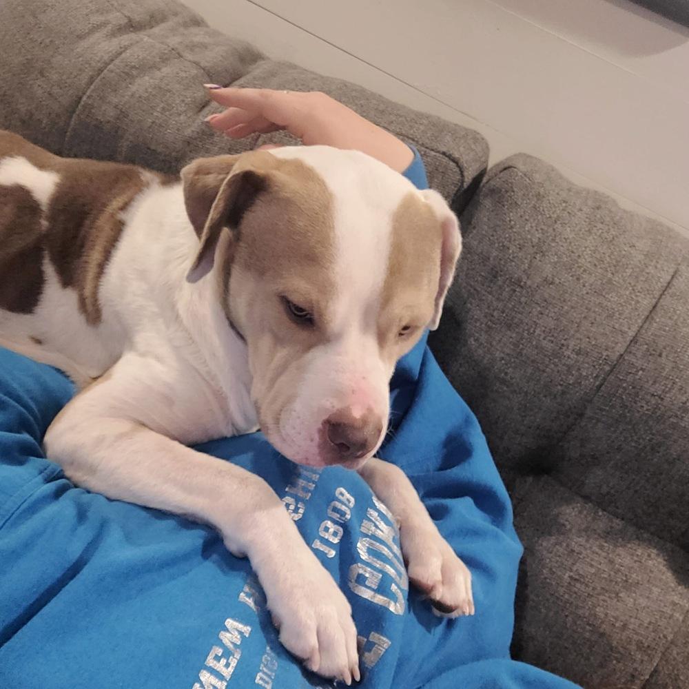 Bruce, Adopted, Adult Male Pit Bull Terrier & Pit Bull Terrier.