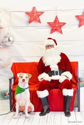 Enlarge Bruce, a Adopted mixed breed in Sanger, TX image 5/6