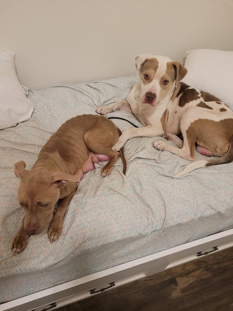 Enlarge Bruce, a Adopted mixed breed in Sanger, TX image 6/6